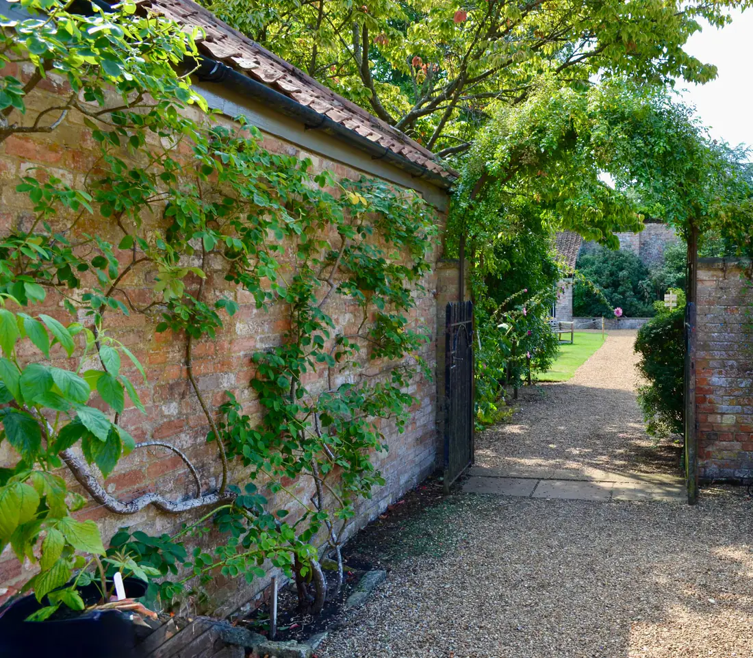 A clean gravel garden path framed by climbing greenery