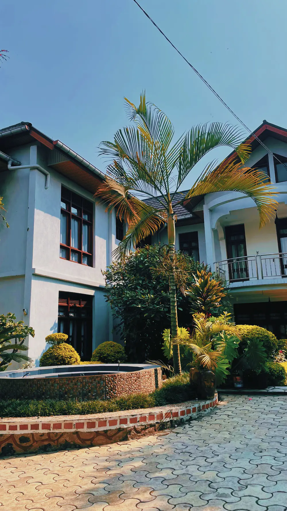 A tropical residential garden with palms and shaped shrubs