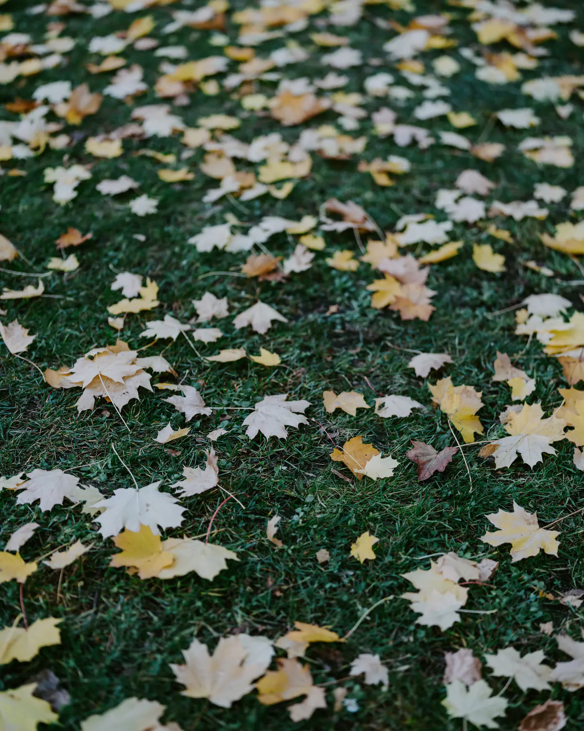 Autumn leaves scattered across a green lawn before seasonal cleanup
