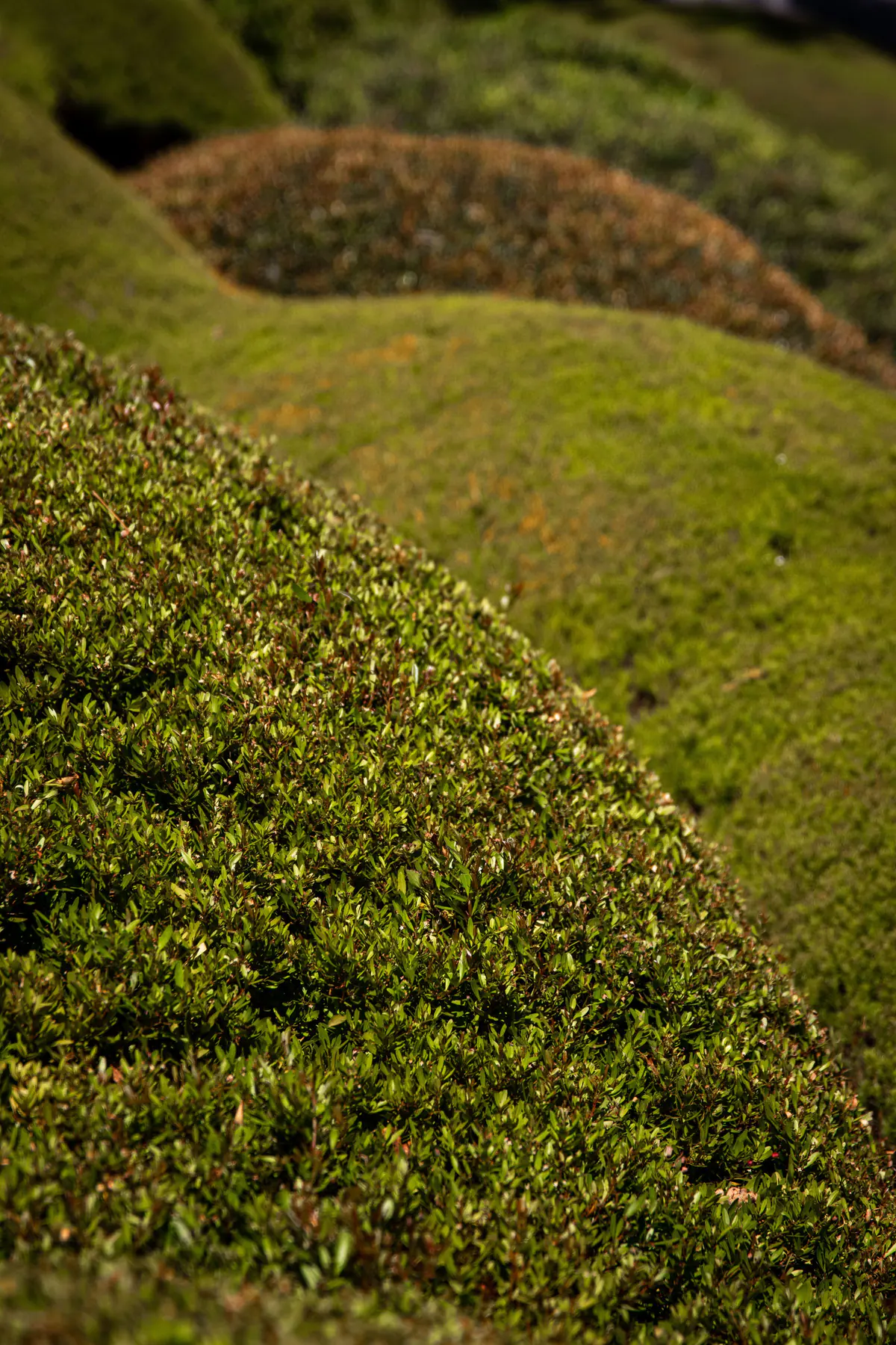 Precisely shaped green hedges in a manicured garden