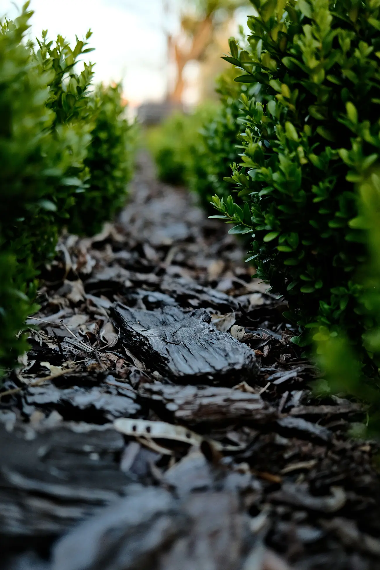 Dark bark mulch installed between healthy green shrubs